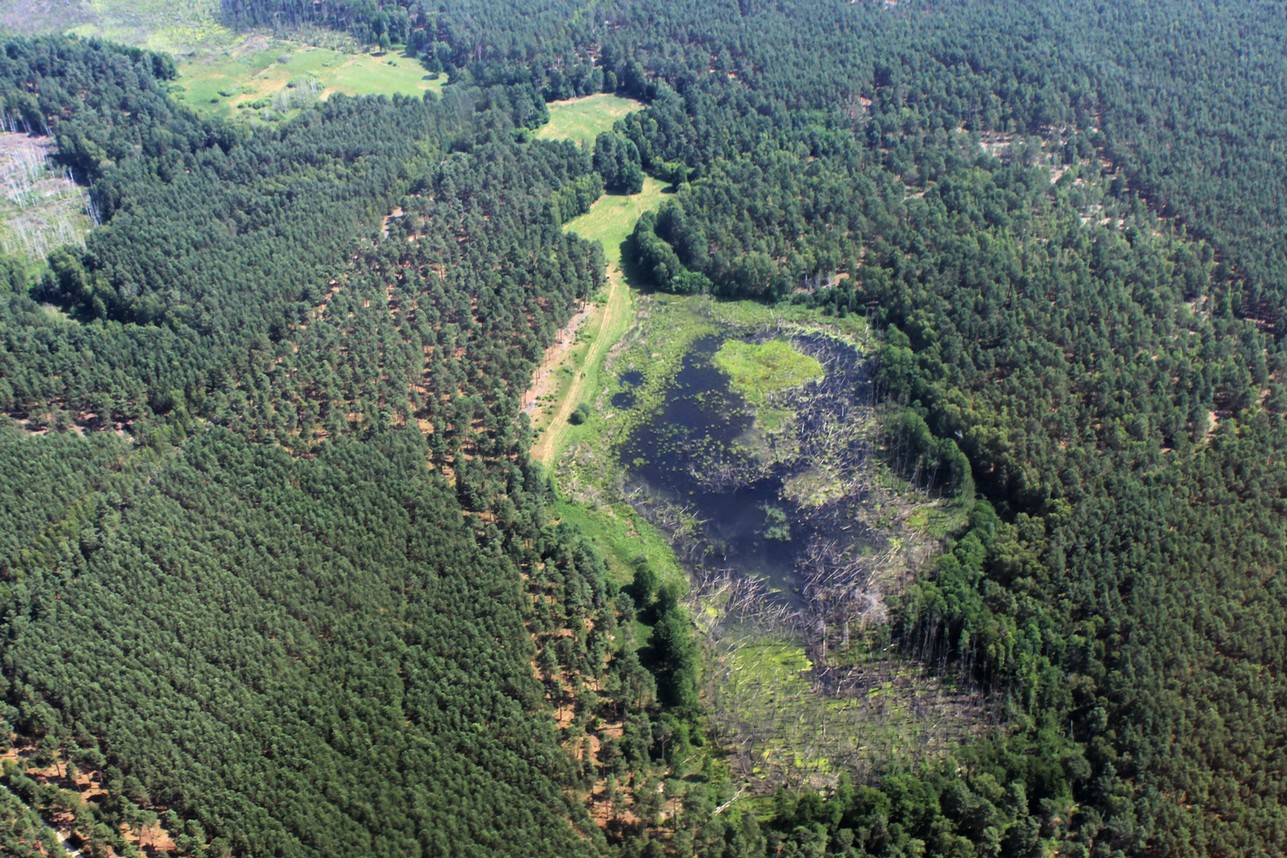 Wald_Totholz_3.jpg