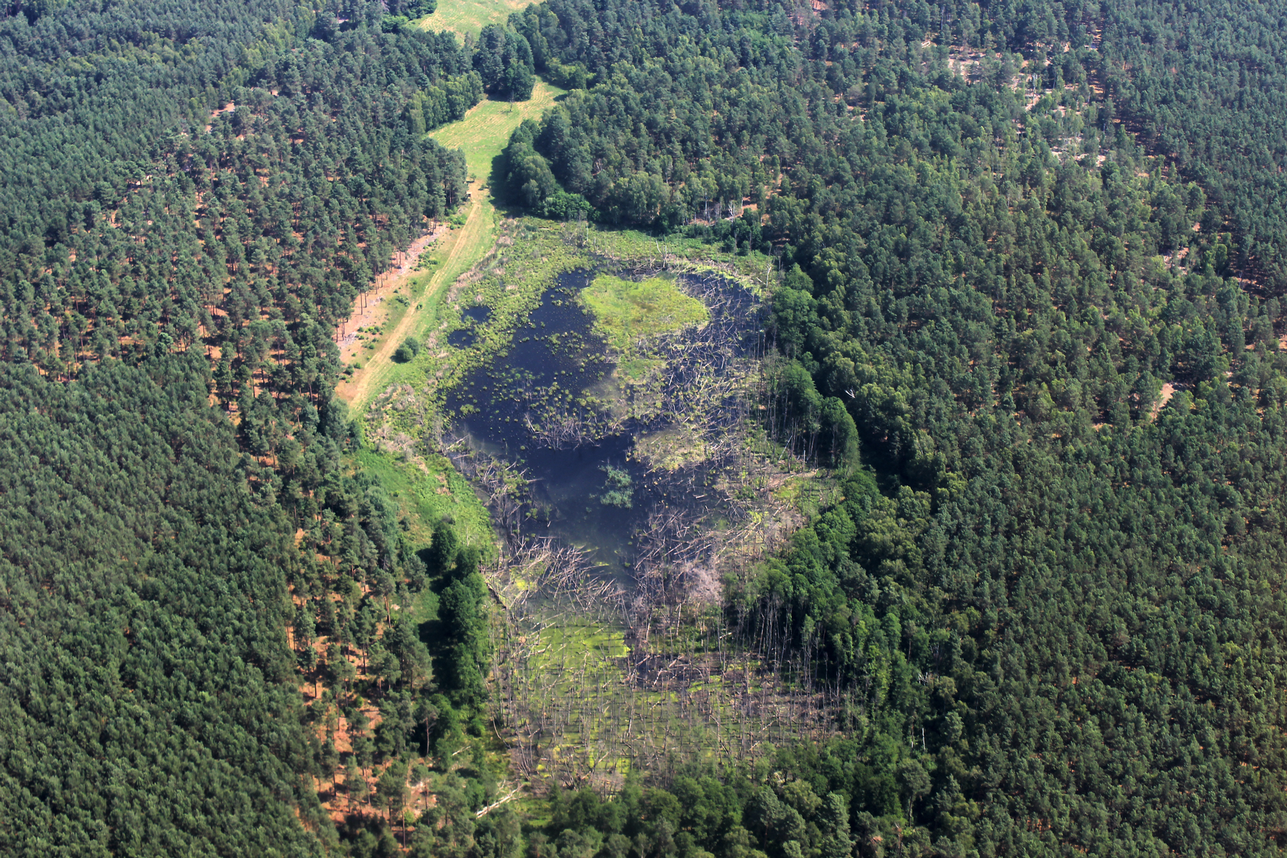 Wald_Totholz_4.png