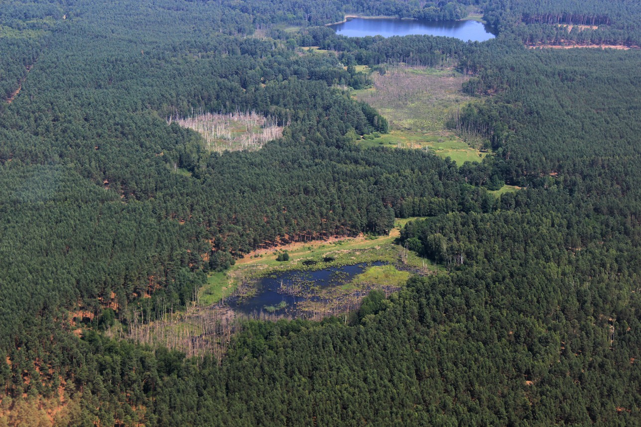 Wald_Totholz_6.jpg