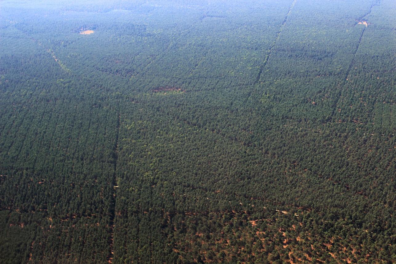 Wald.jpg