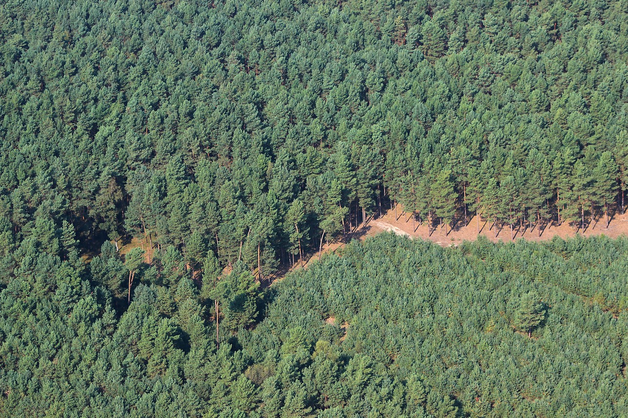 Wald_total.jpg