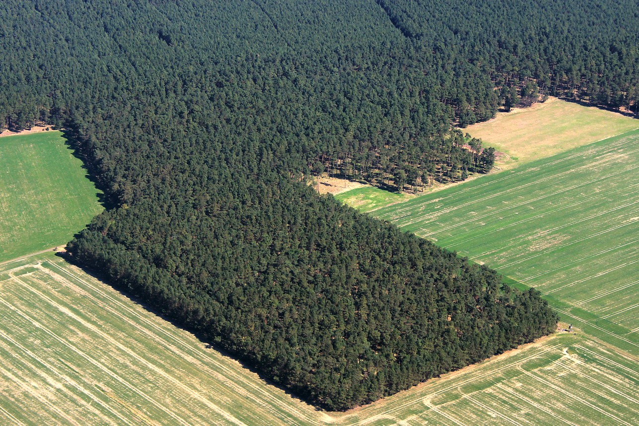 Waldstück.jpg